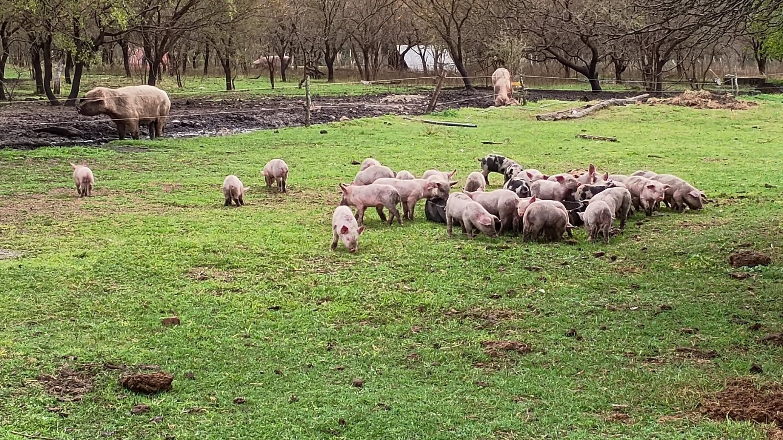 Cerdos y lechones a campo abierto sobre pastura