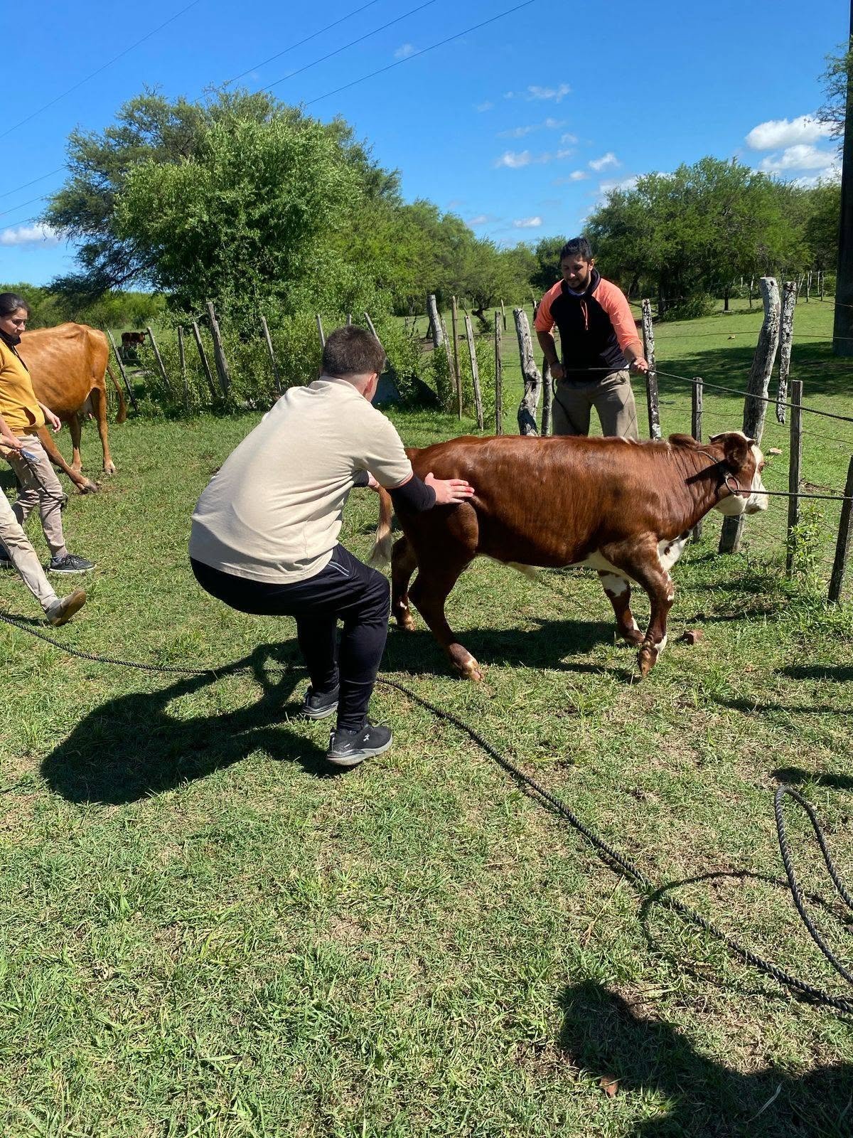 Estudiante trabajando en el manejo de un ternero
