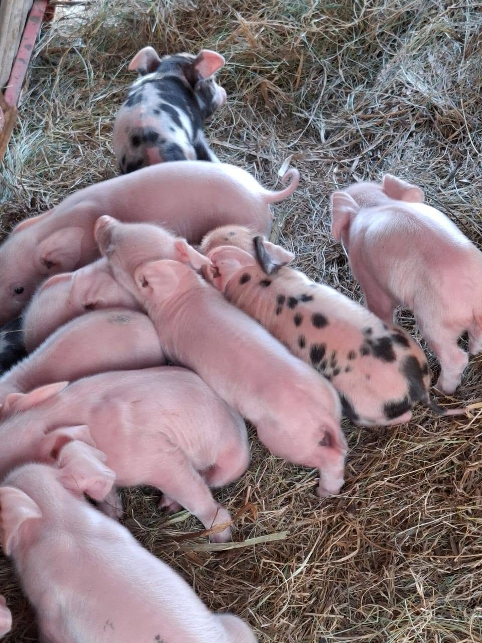 Camada de lechones recién nacidos sobre paja